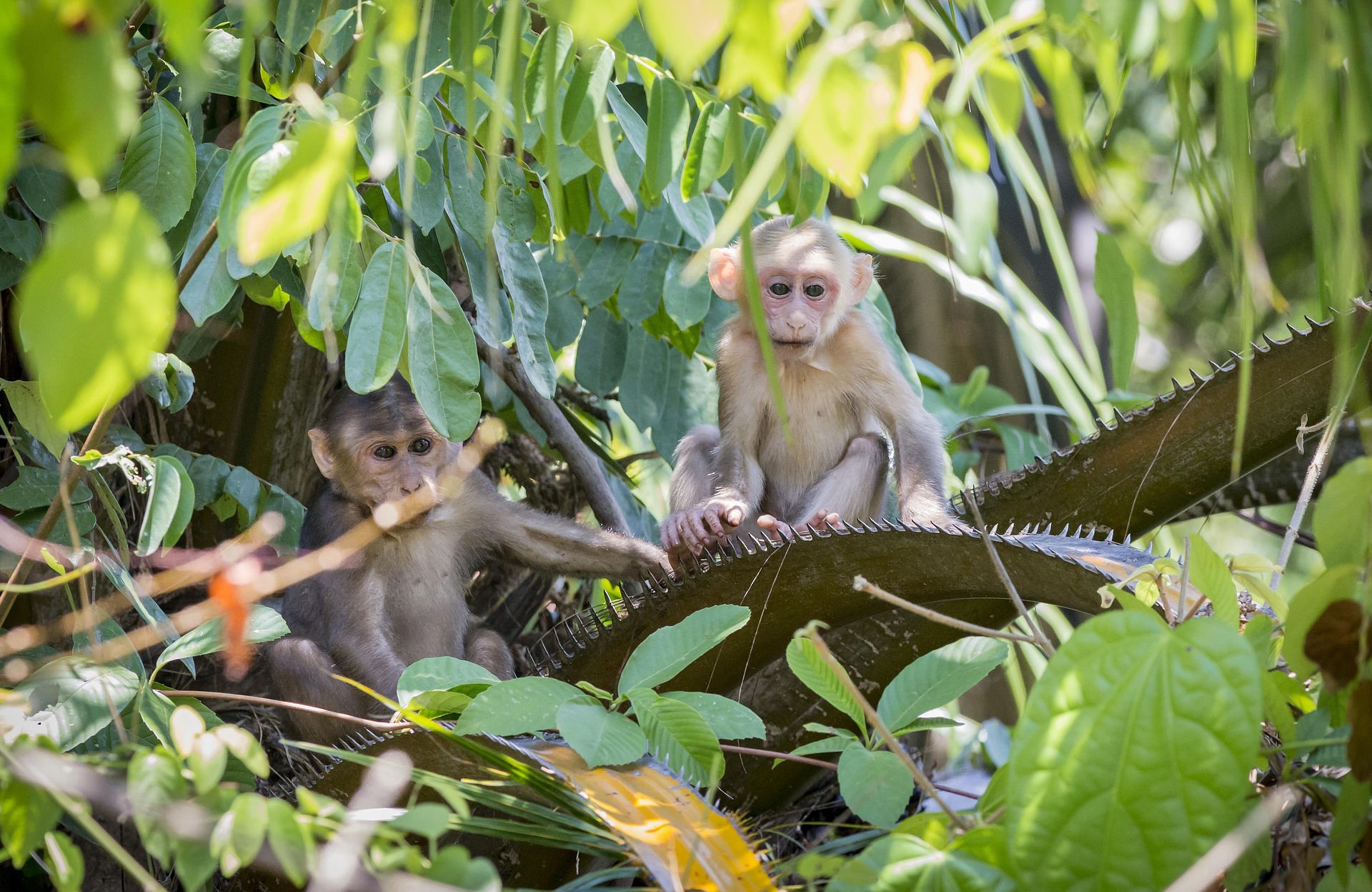 Stump-tailed Macaque (Macaca arctoides)