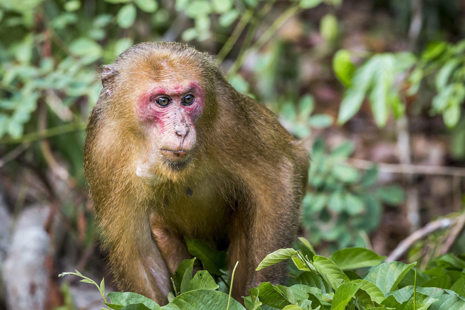 Stump-tailed Macaque (Macaca arctoides)