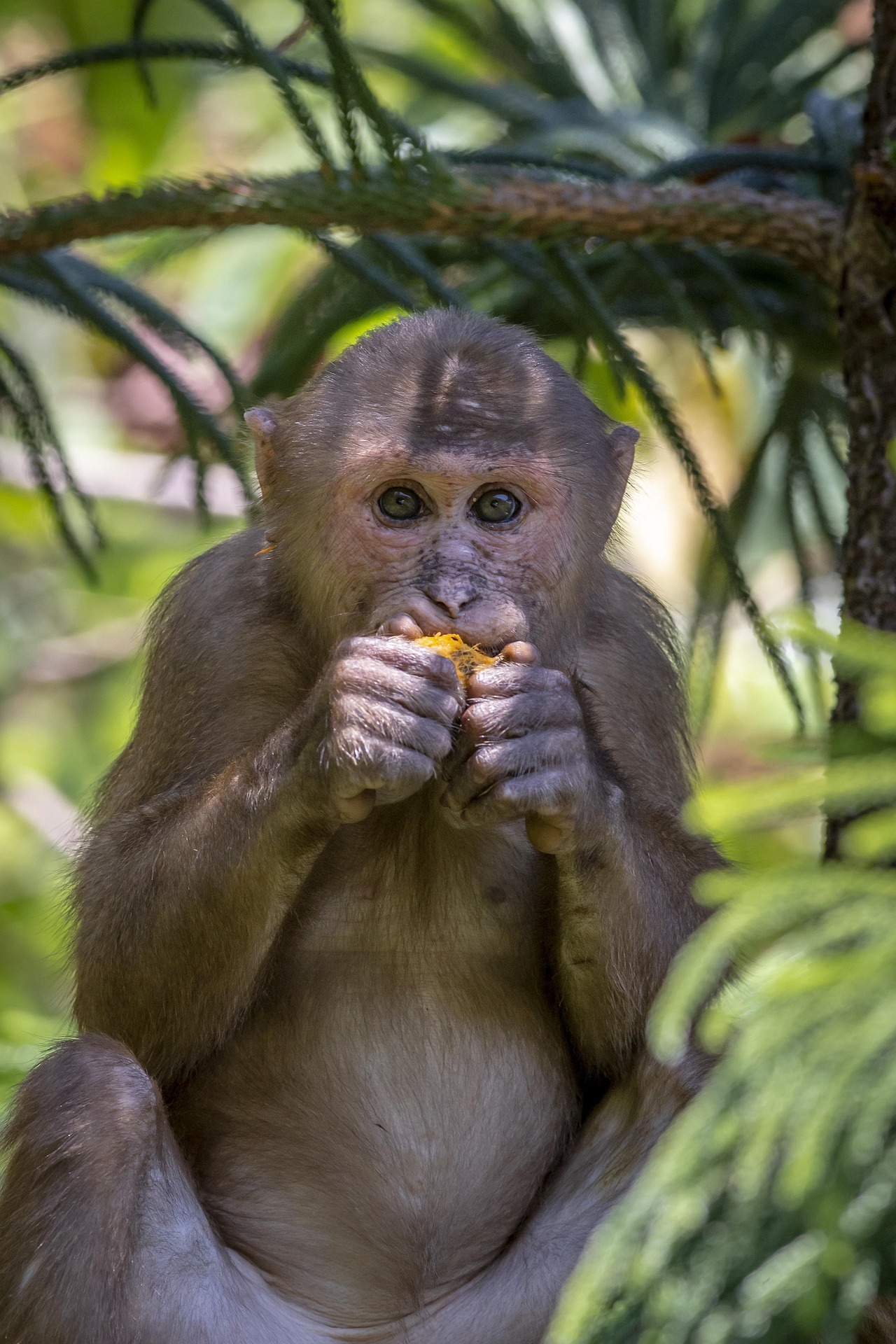 Stump-tailed Macaque (Macaca arctoides)