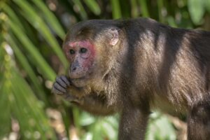 Stump-tailed Macaque (Macaca arctoides)