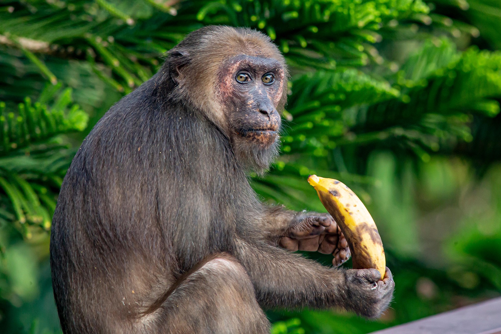 Stump-tailed Macaque (Macaca arctoides)