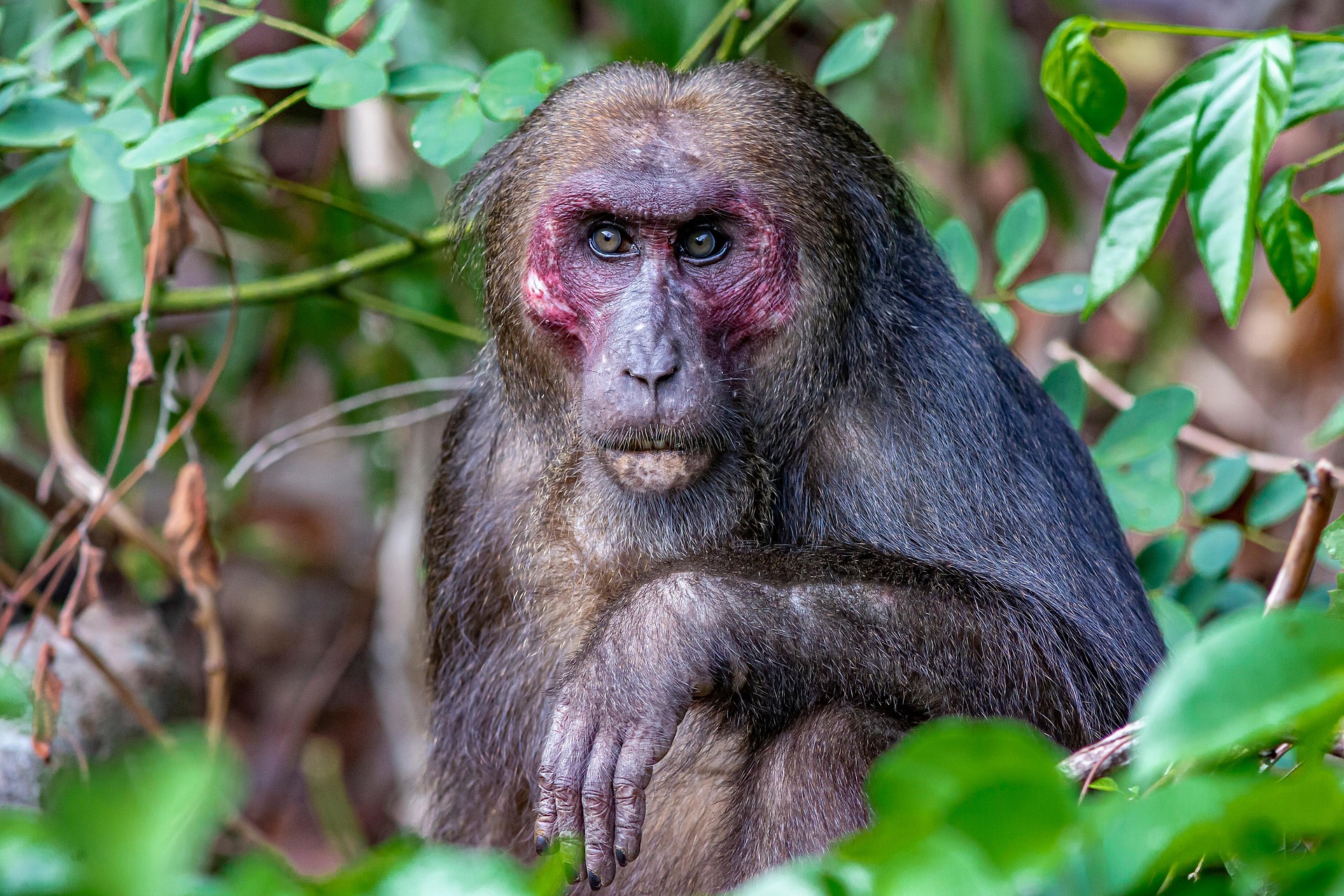 Stump-tailed Macaque (Macaca arctoides)