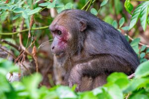 Stump-tailed Macaque (Macaca arctoides)