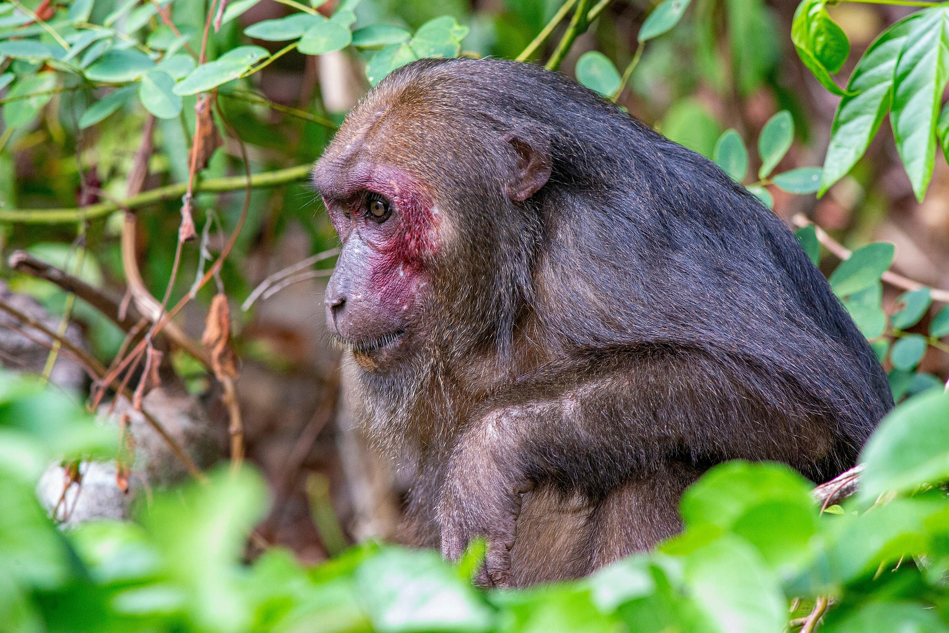 Stump-tailed Macaque (Macaca arctoides)