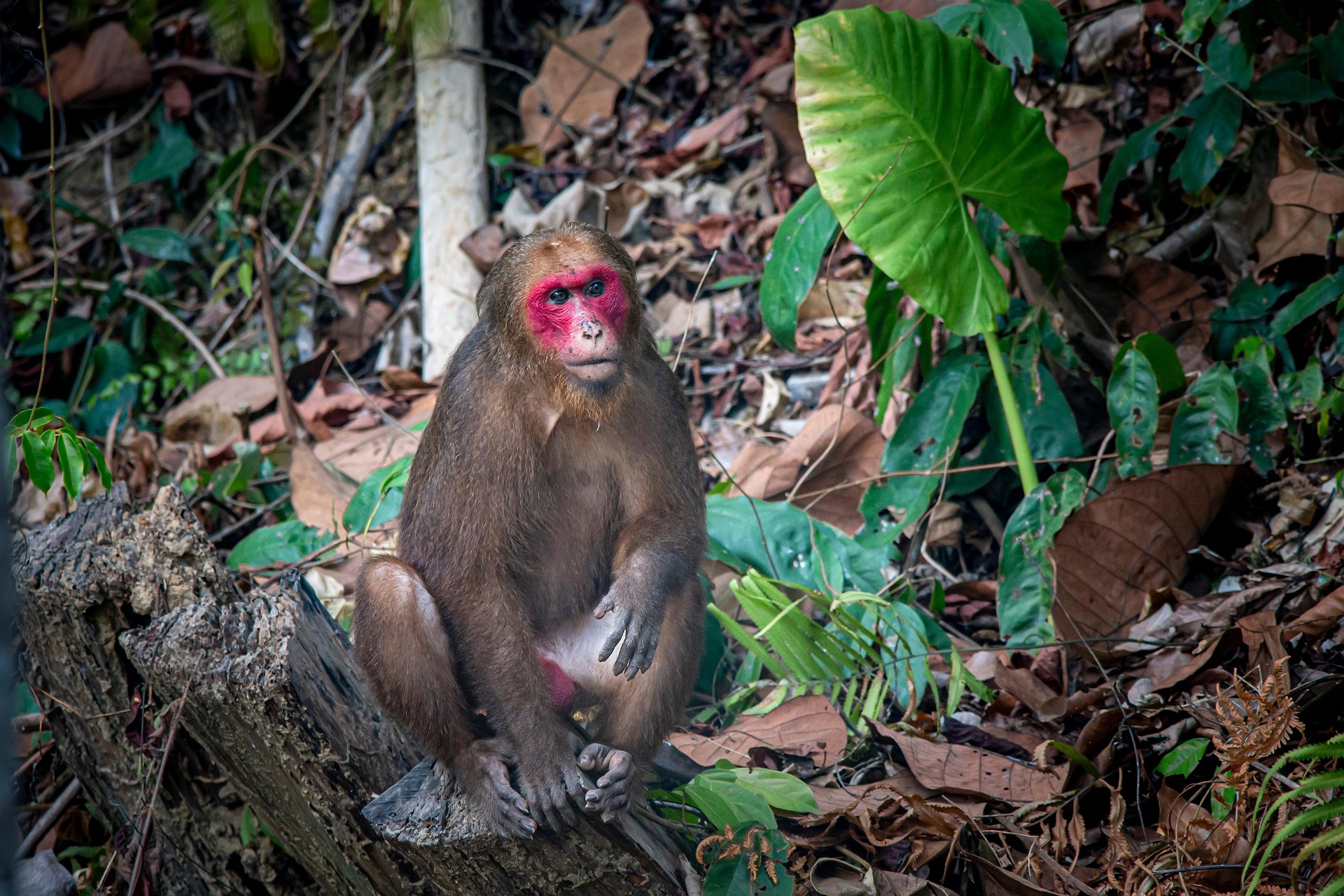 Stump-tailed Macaque (Macaca arctoides)