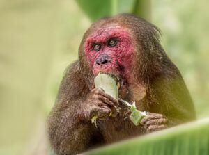Stump-tailed Macaque (Macaca arctoides)