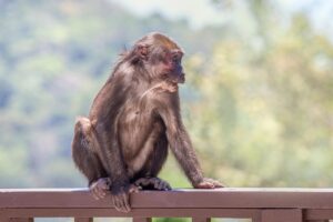 Stump-tailed Macaque (Macaca arctoides)