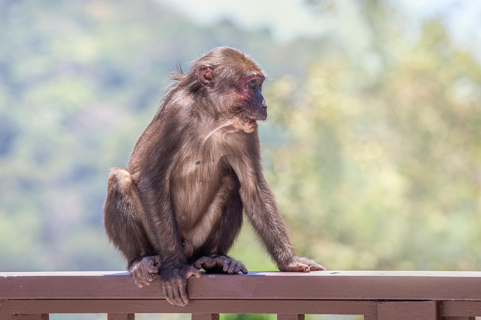 Stump-tailed Macaque (Macaca arctoides)