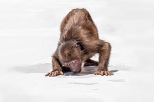 Stump-tailed Macaque (Macaca arctoides)