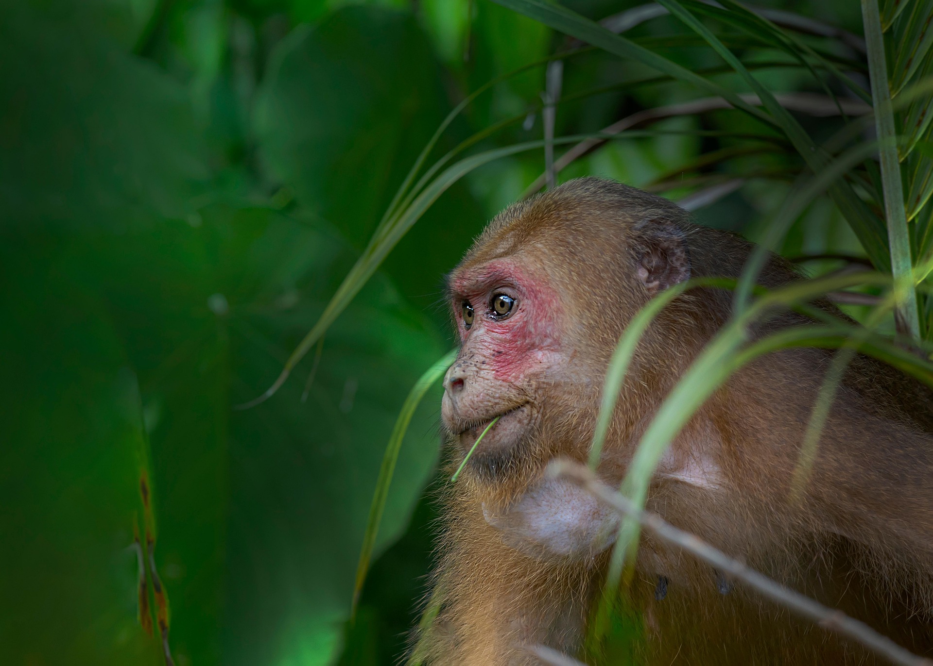 Stump-tailed Macaque (Macaca arctoides)