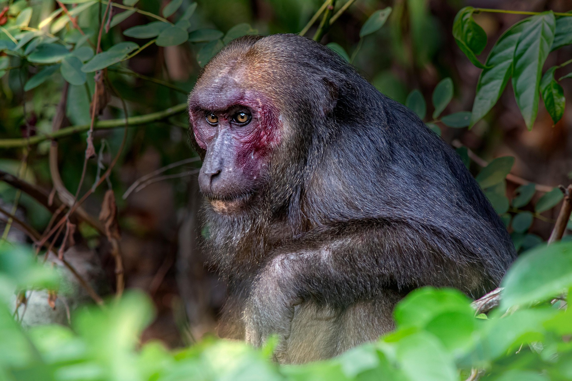 Stump-tailed Macaque (Macaca arctoides)