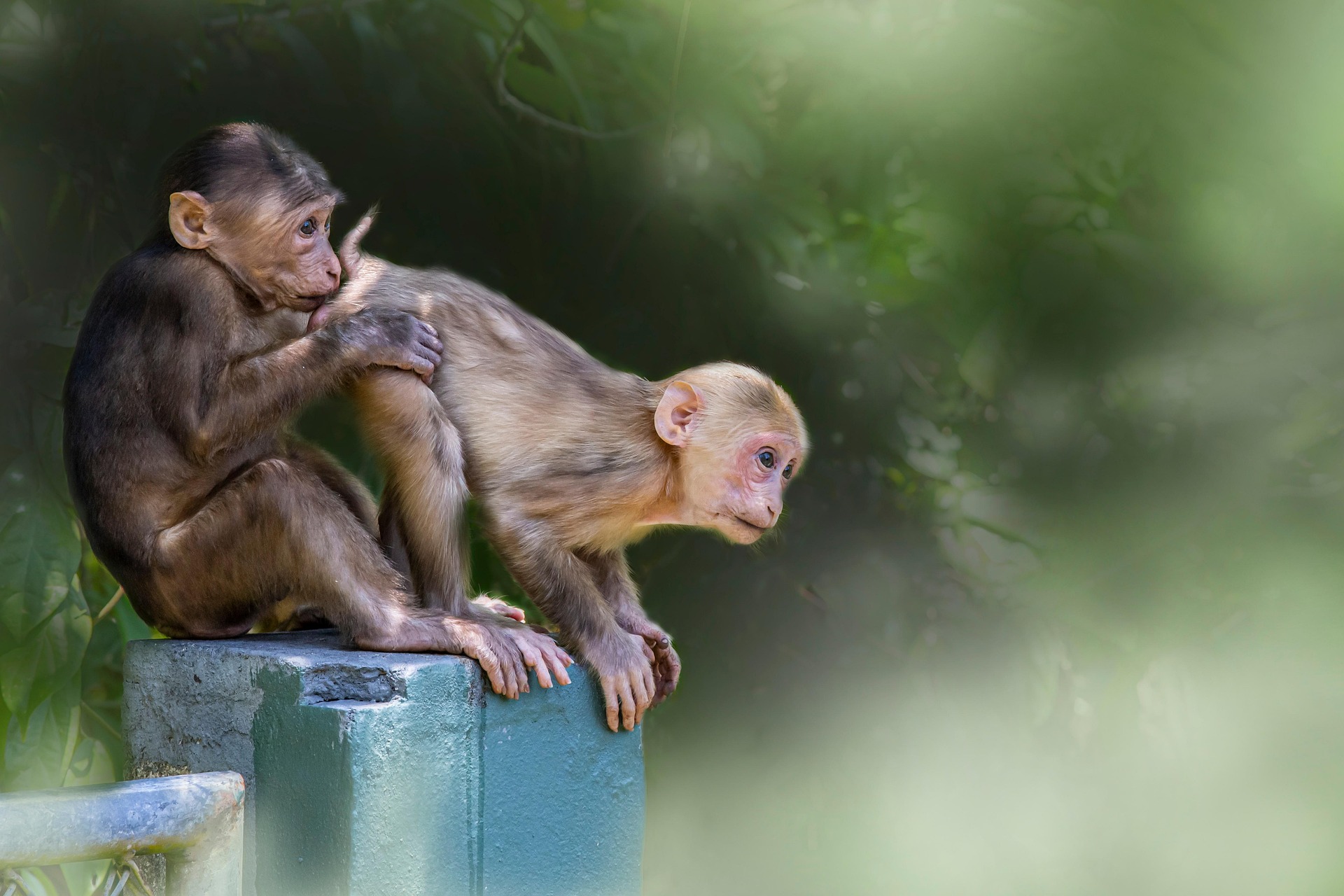 Stump-tailed Macaque (Macaca arctoides)