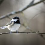 Coal tit (Periparus ater)