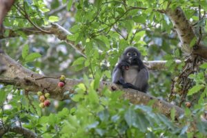 Dusky leaf monkey (Trachypithecus obscurus)