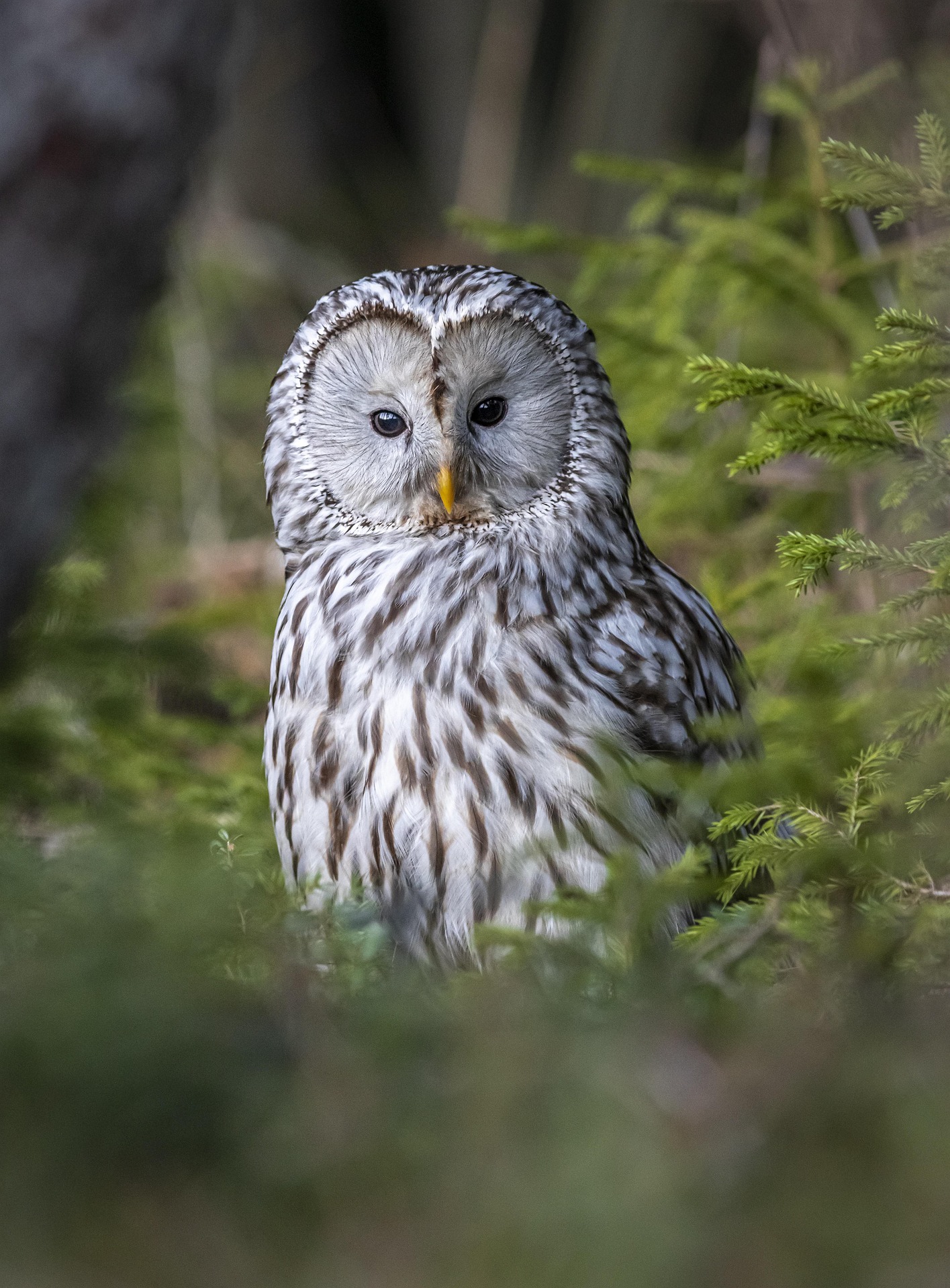 Ural owl (Strix uralensis)