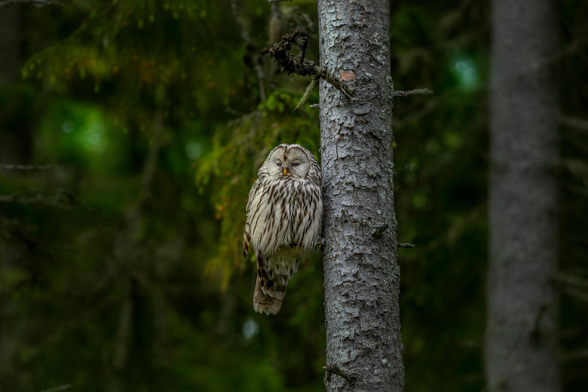 Ural owl (Strix uralensis)