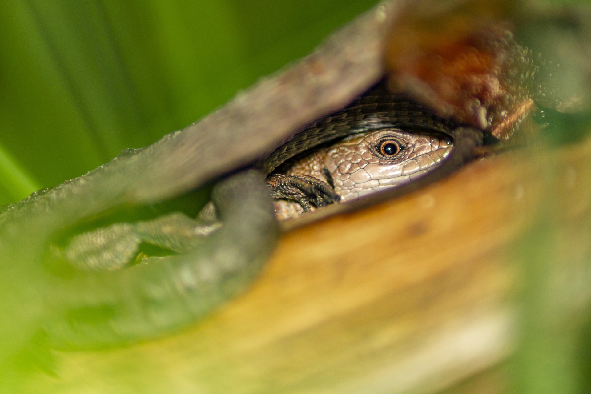 Viviparous lizard (Zootoca vivipara)