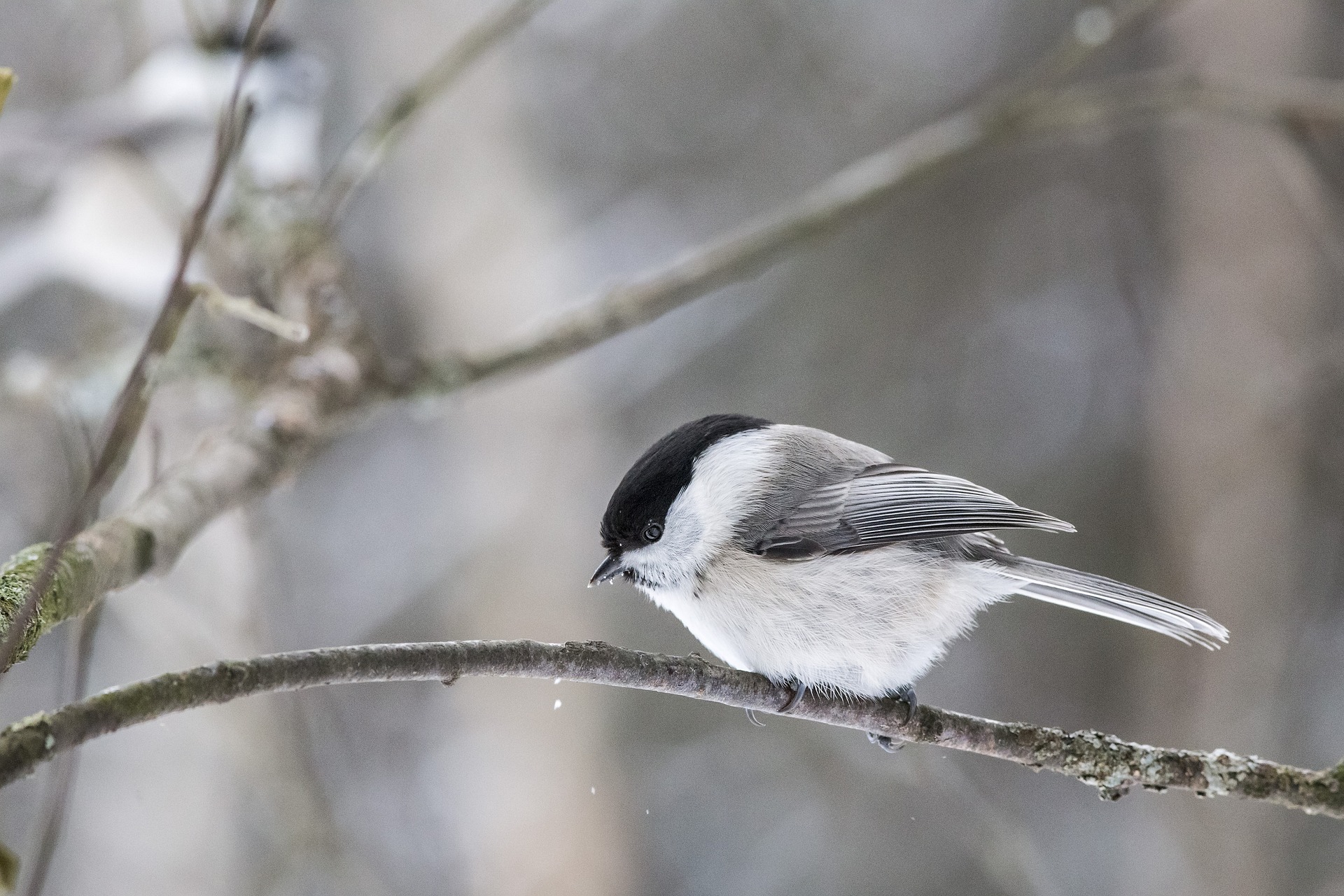 Willow Tit (Poecile montanus)