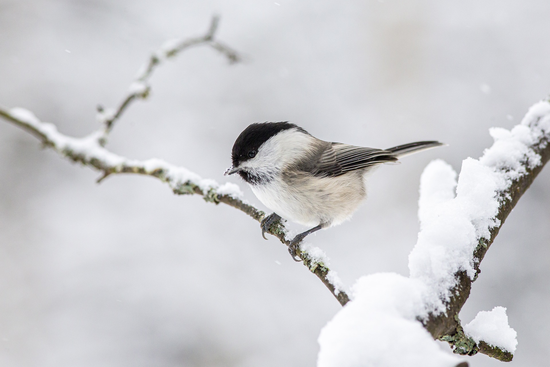 Willow Tit (Poecile montanus)