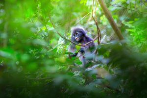 Dusky leaf monkey (Trachypithecus obscurus)