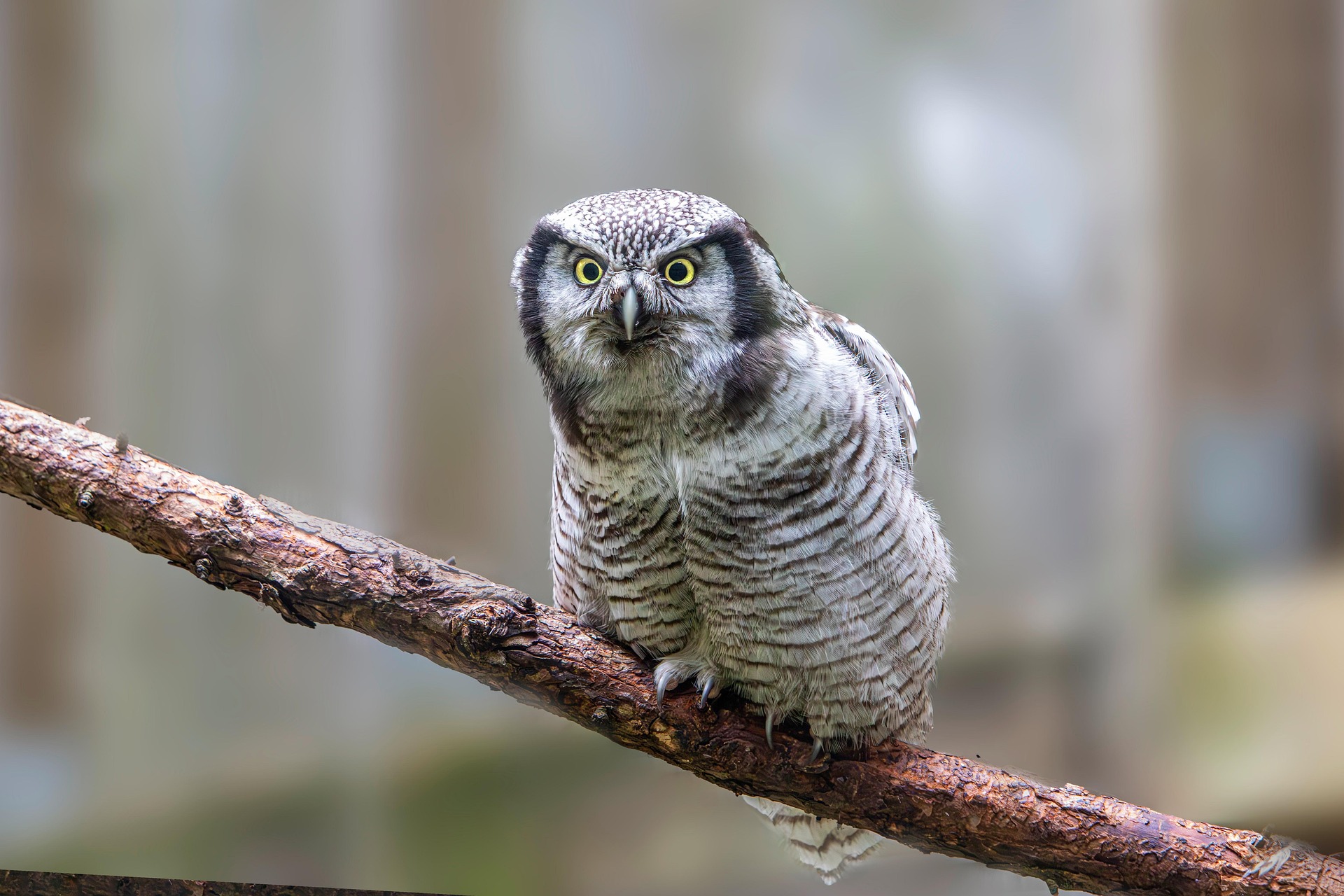 Northern Hawk-owl (Surnia ulula)