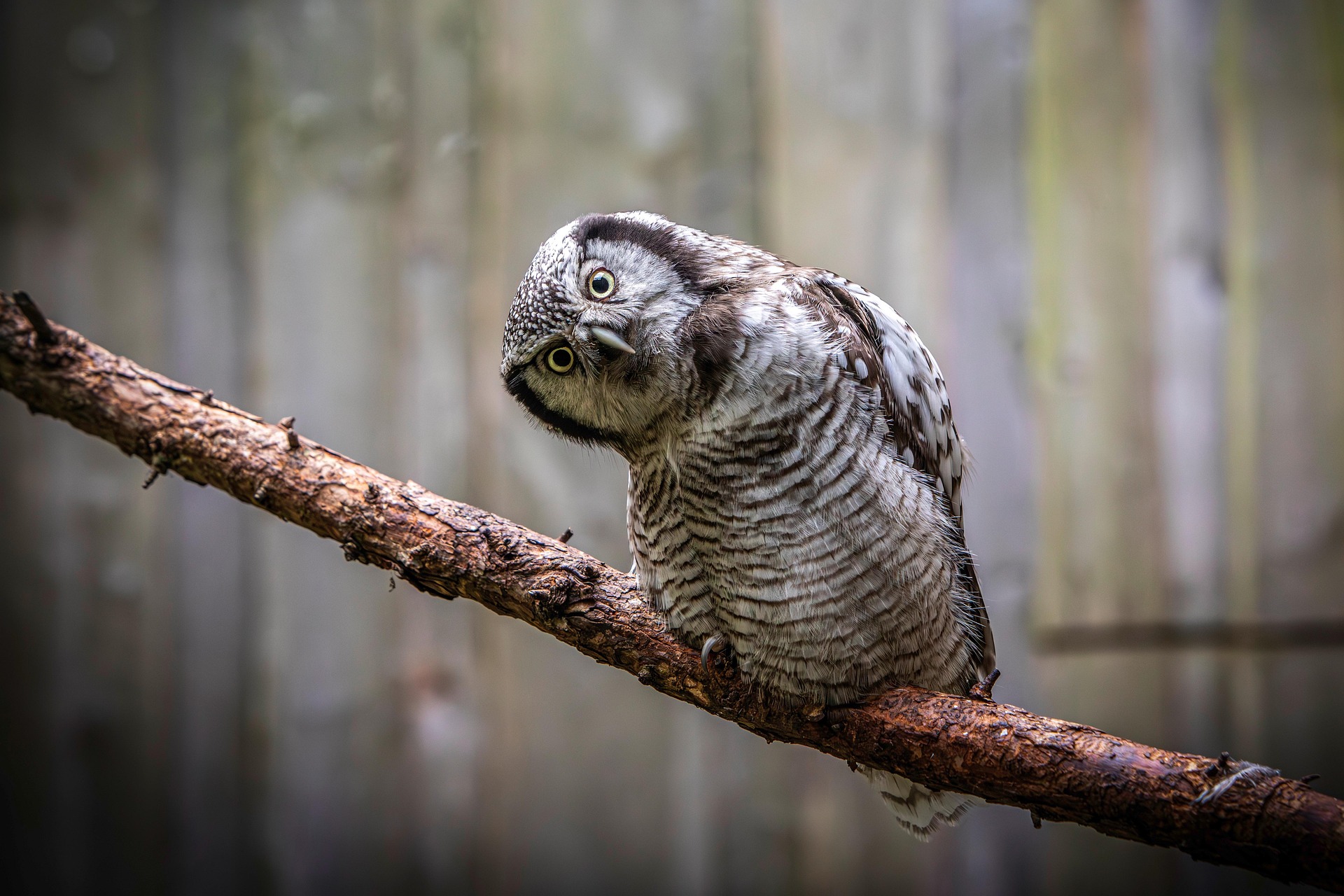 Northern Hawk-owl (Surnia ulula)