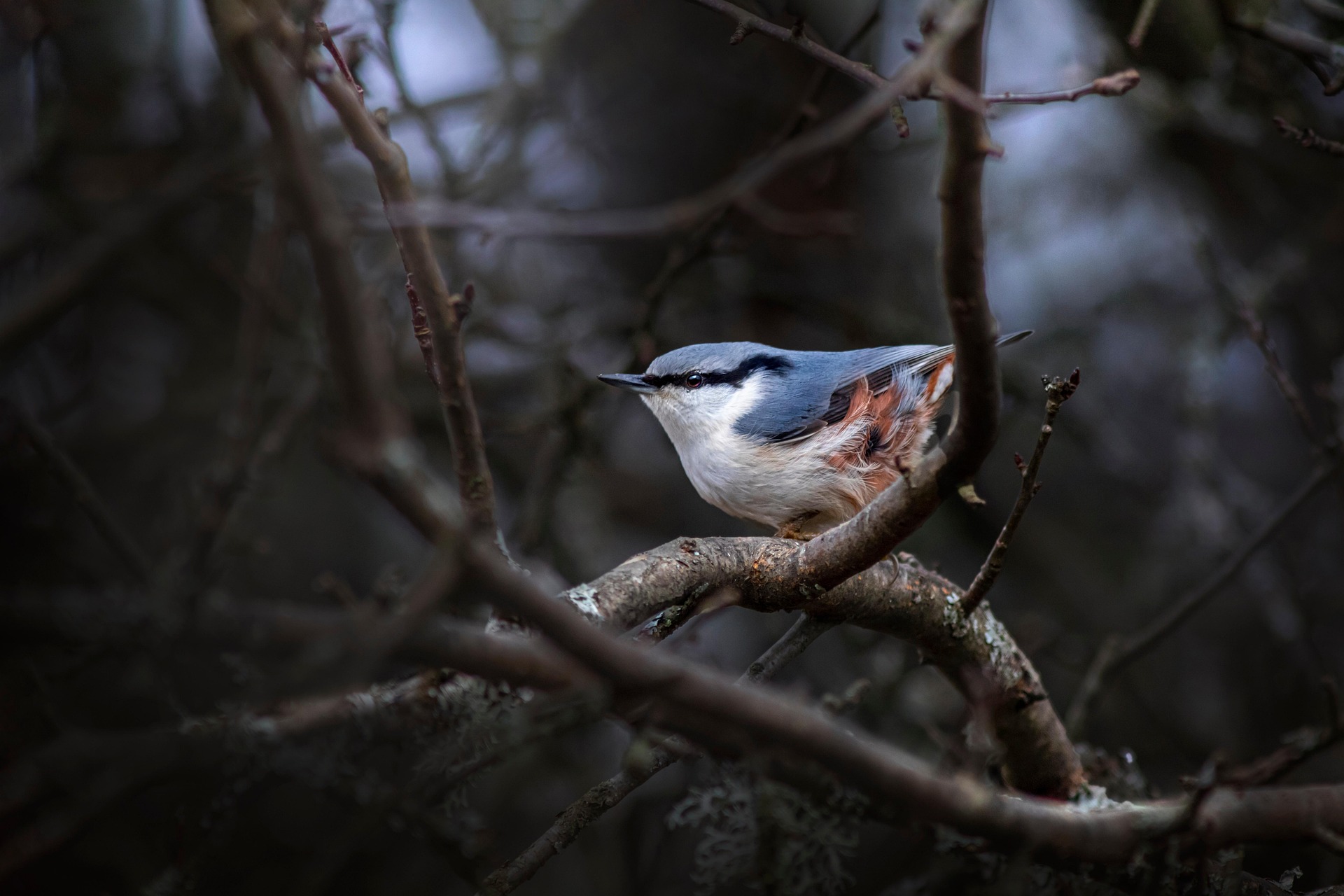 Eurasian Nuthatch (Sitta europaea)