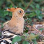 Eurasian hoopoe (Upupa epops)