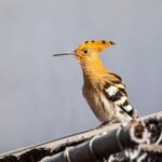 Eurasian hoopoe (Upupa epops)