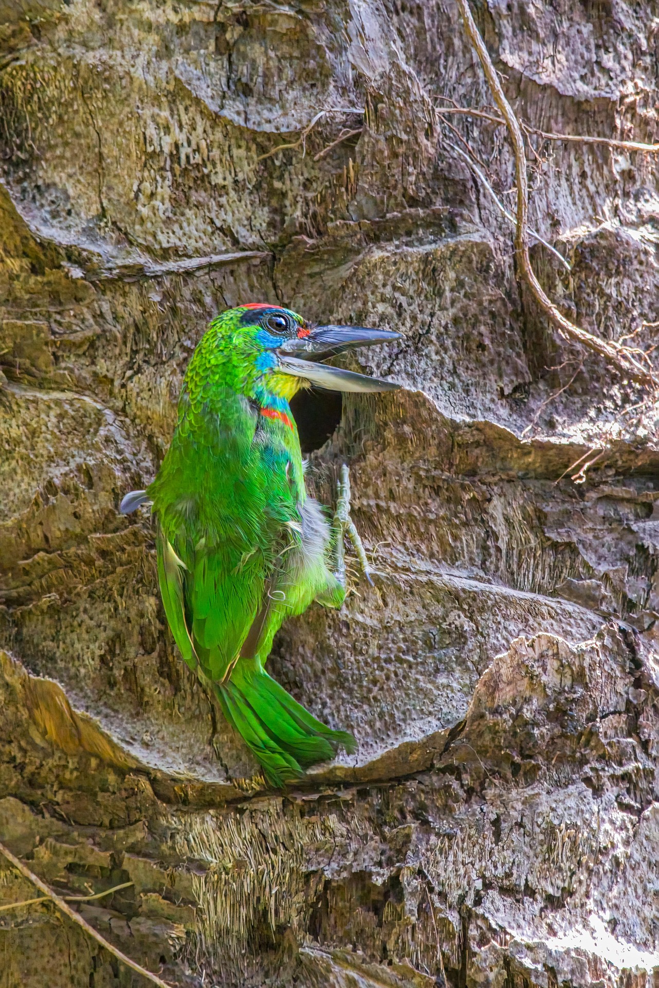 Red-throated Barbet (Megalaima mystacophanos)
