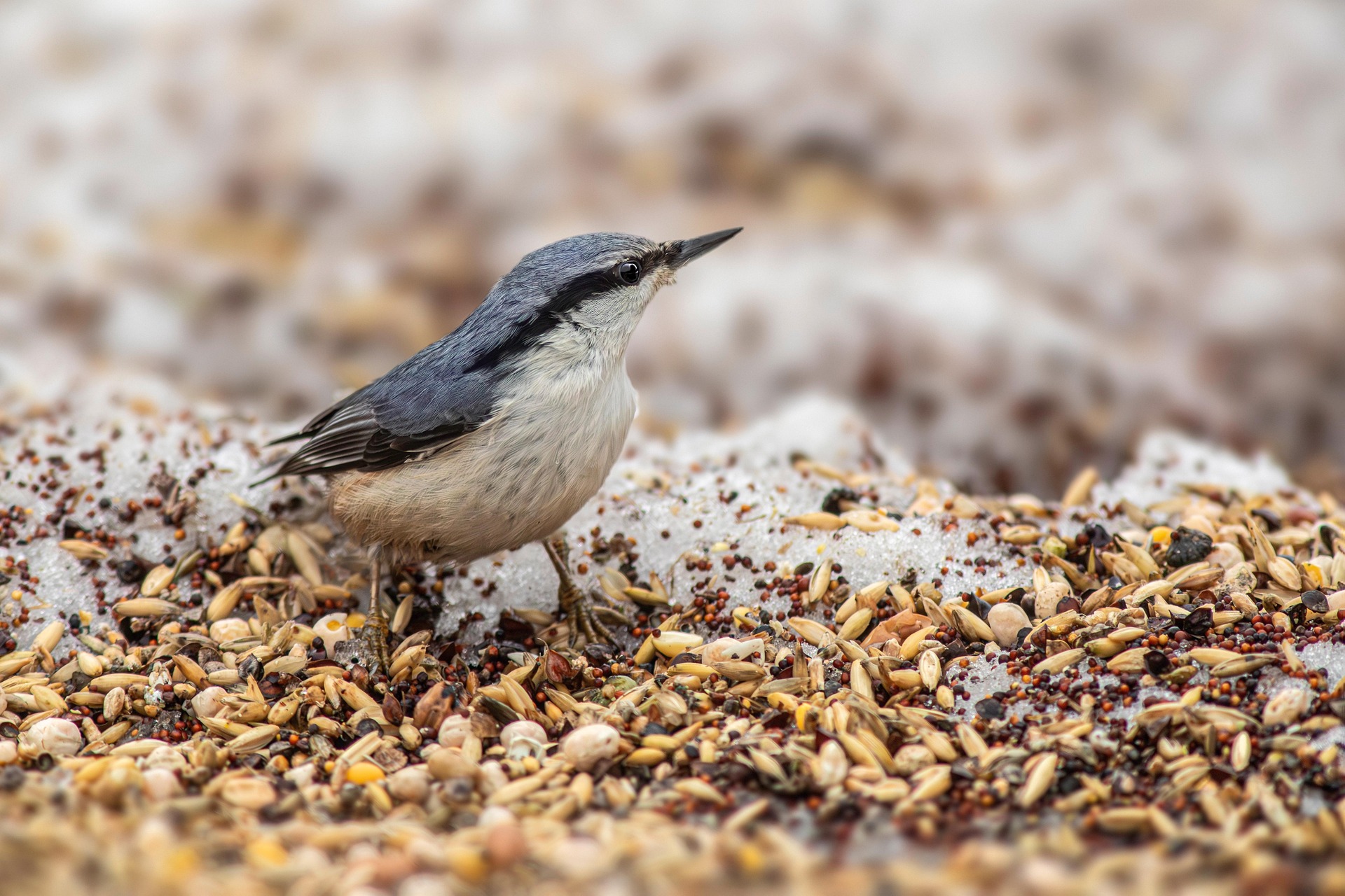 Eurasian Nuthatch (Sitta europaea)