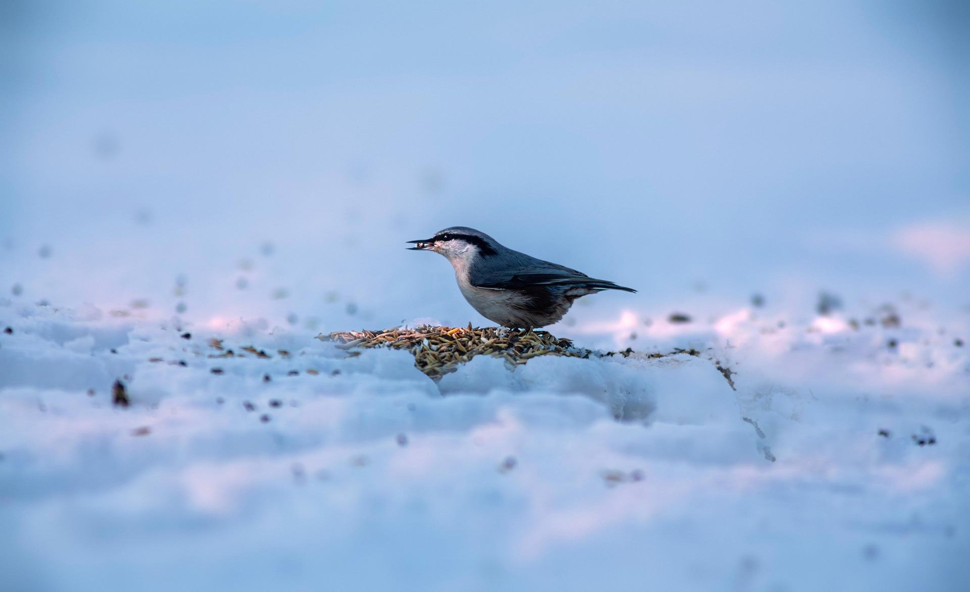 Eurasian Nuthatch (Sitta europaea)