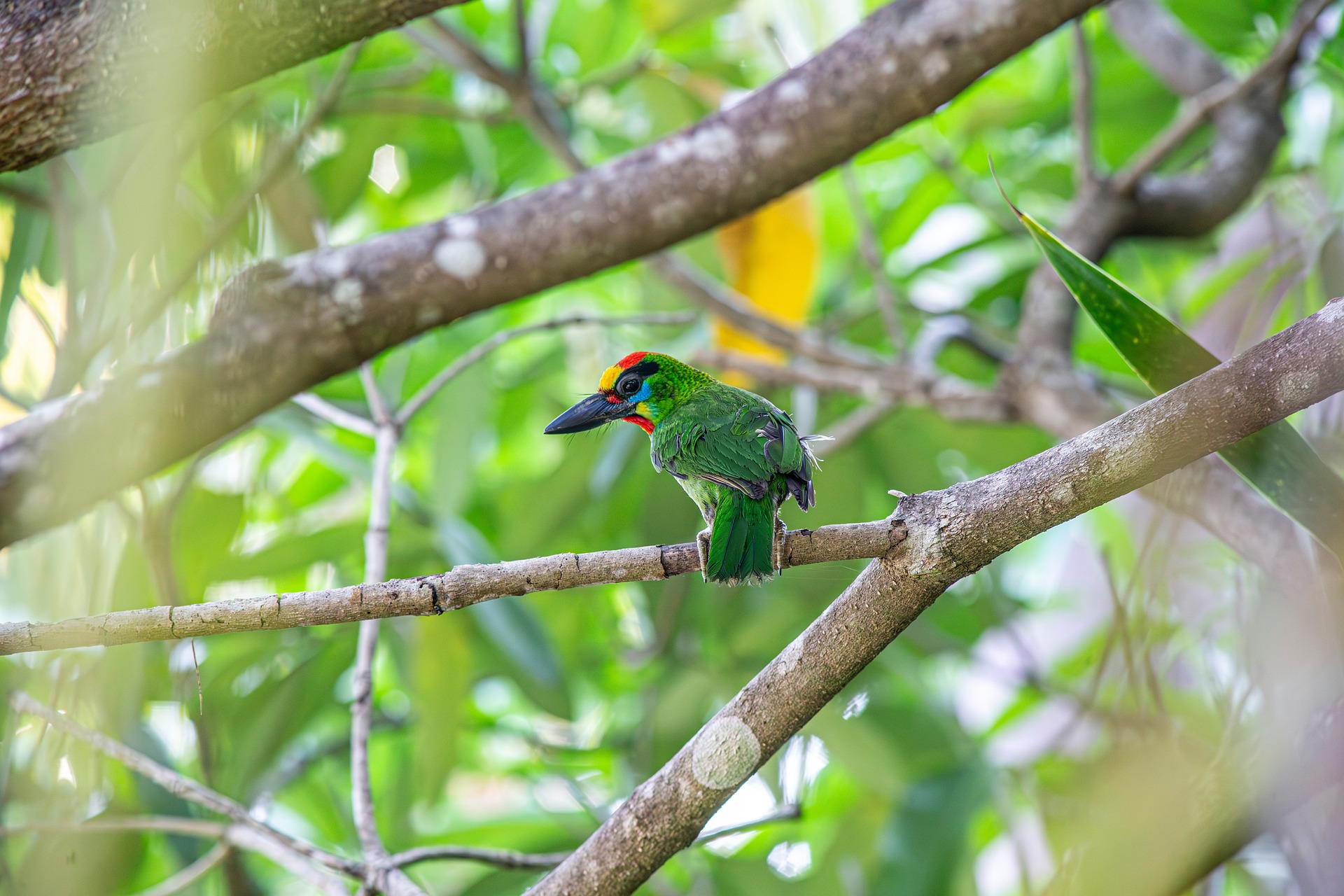 Red-throated Barbet (Megalaima mystacophanos)
