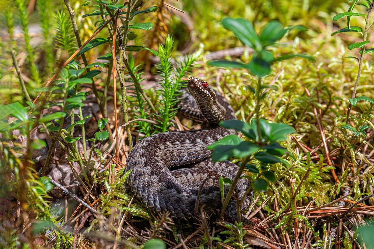Common European adder (Vipera berus)