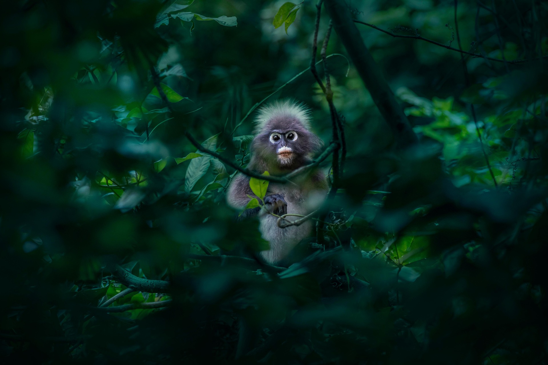 Dusky leaf monkey (Trachypithecus obscurus)
