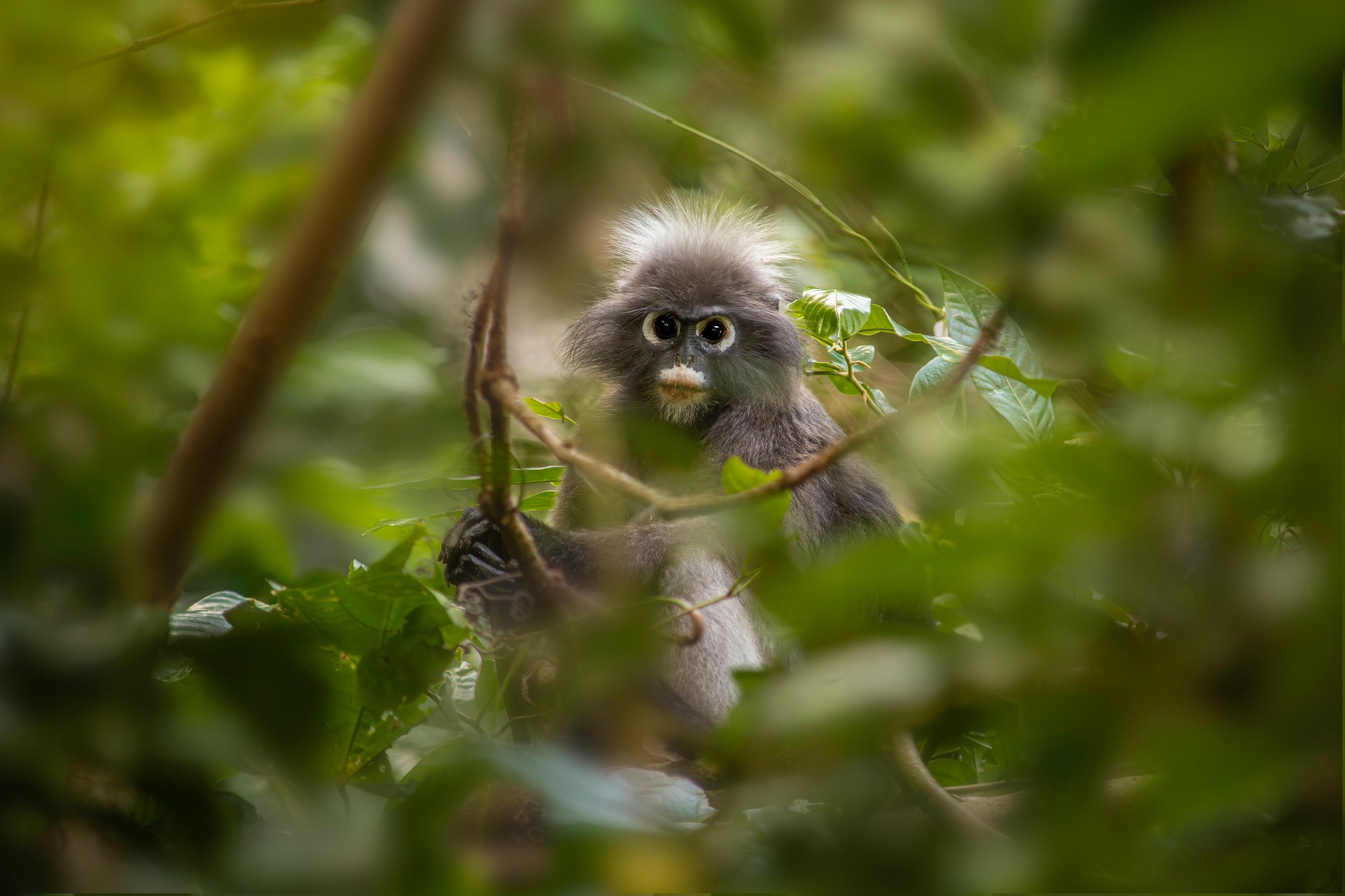 Dusky leaf monkey (Trachypithecus obscurus)
