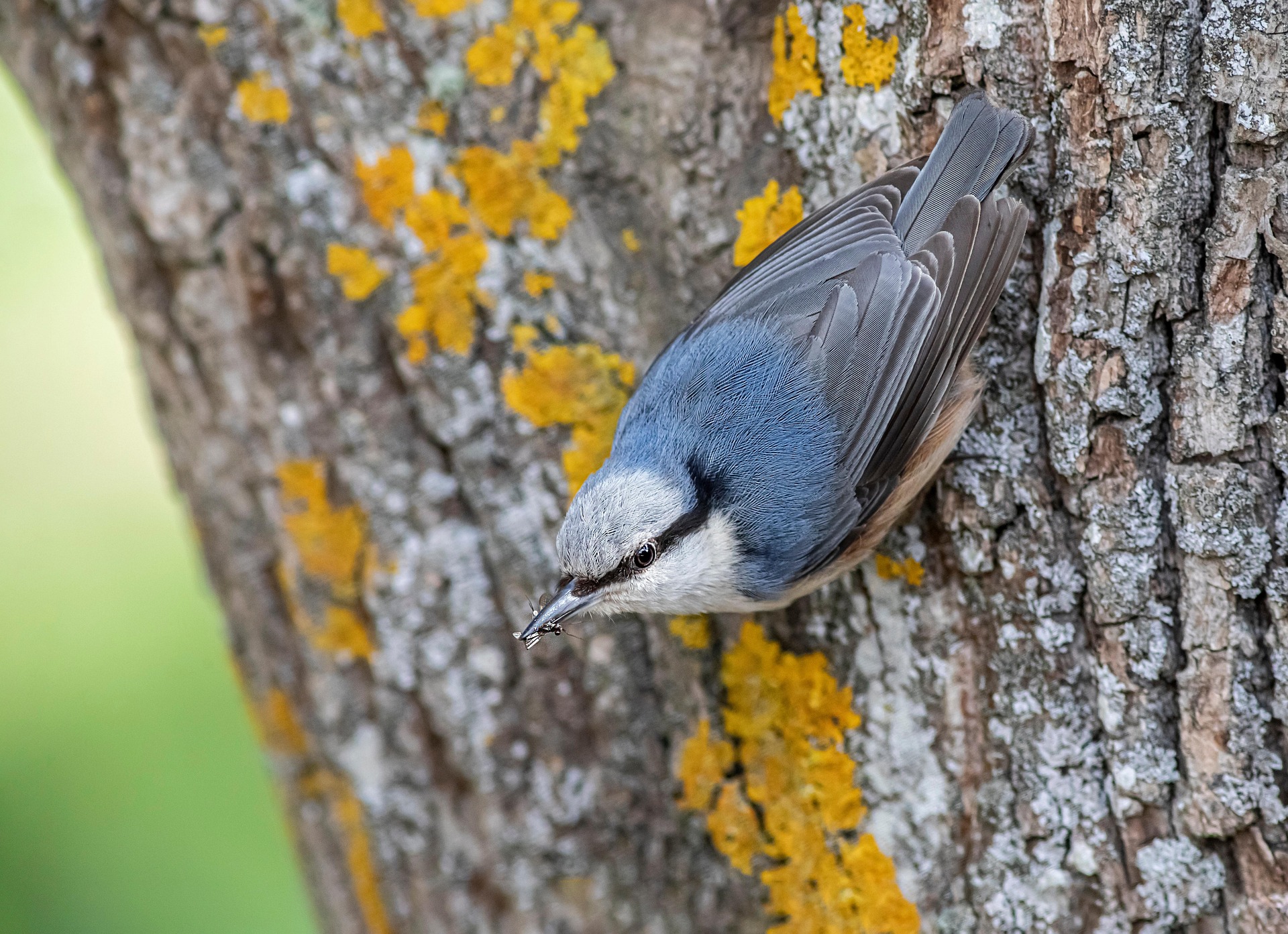 Eurasian Nuthatch (Sitta europaea)