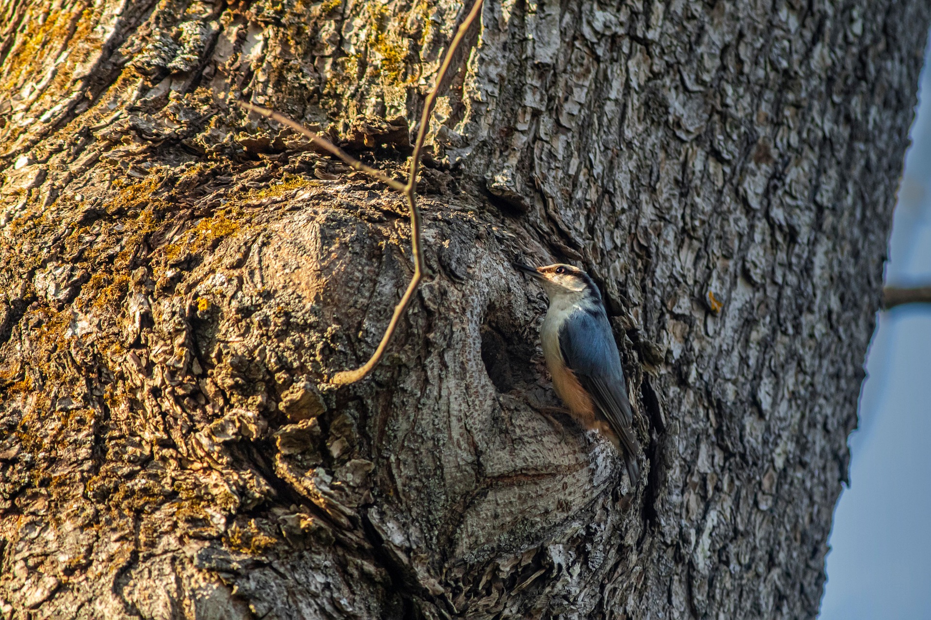 Eurasian Nuthatch (Sitta europaea)