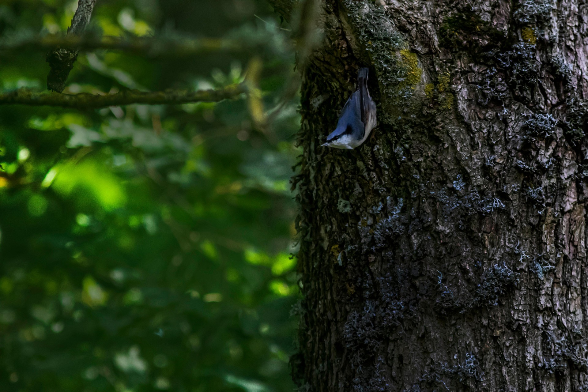 Eurasian Nuthatch (Sitta europaea)