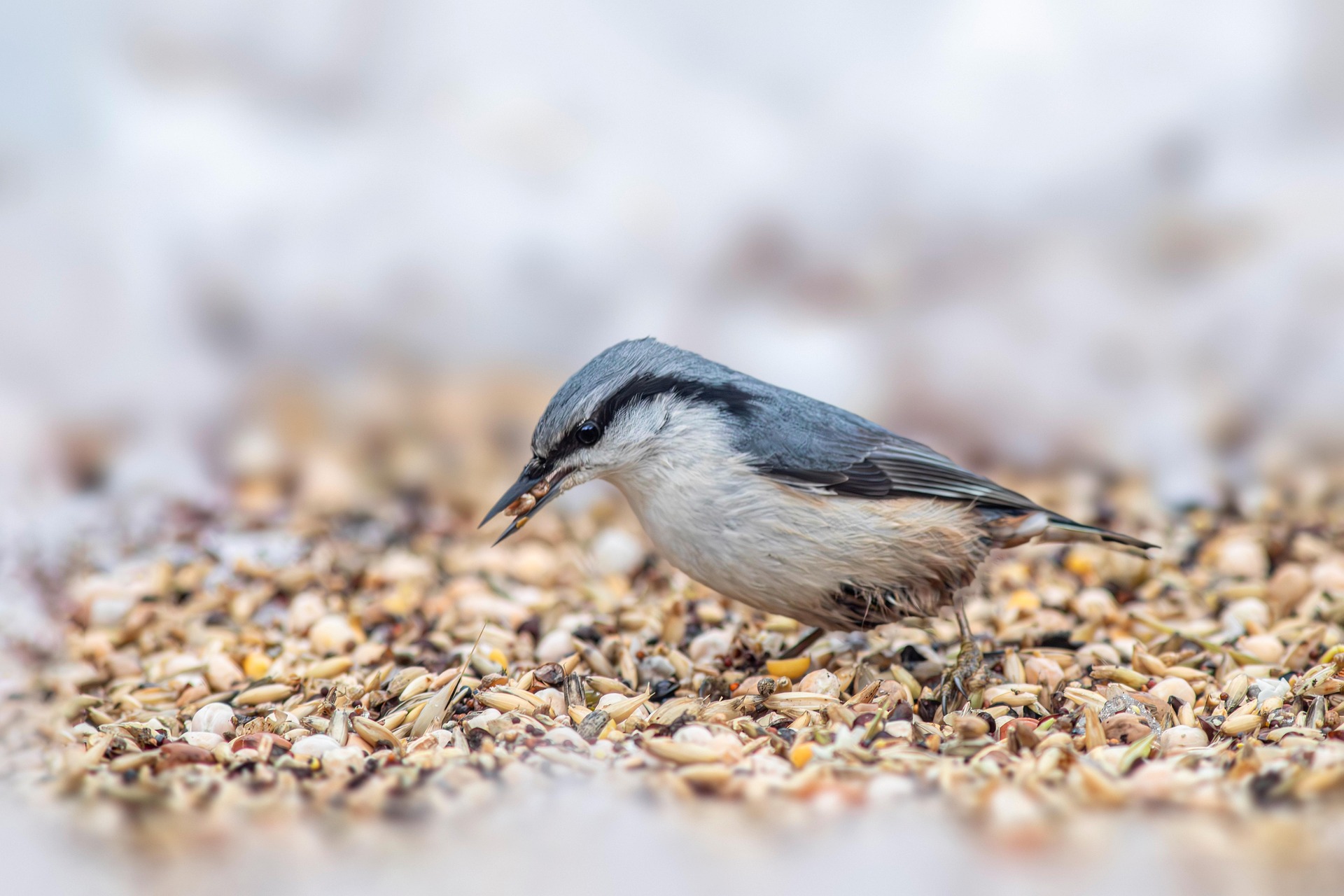 Eurasian Nuthatch (Sitta europaea)