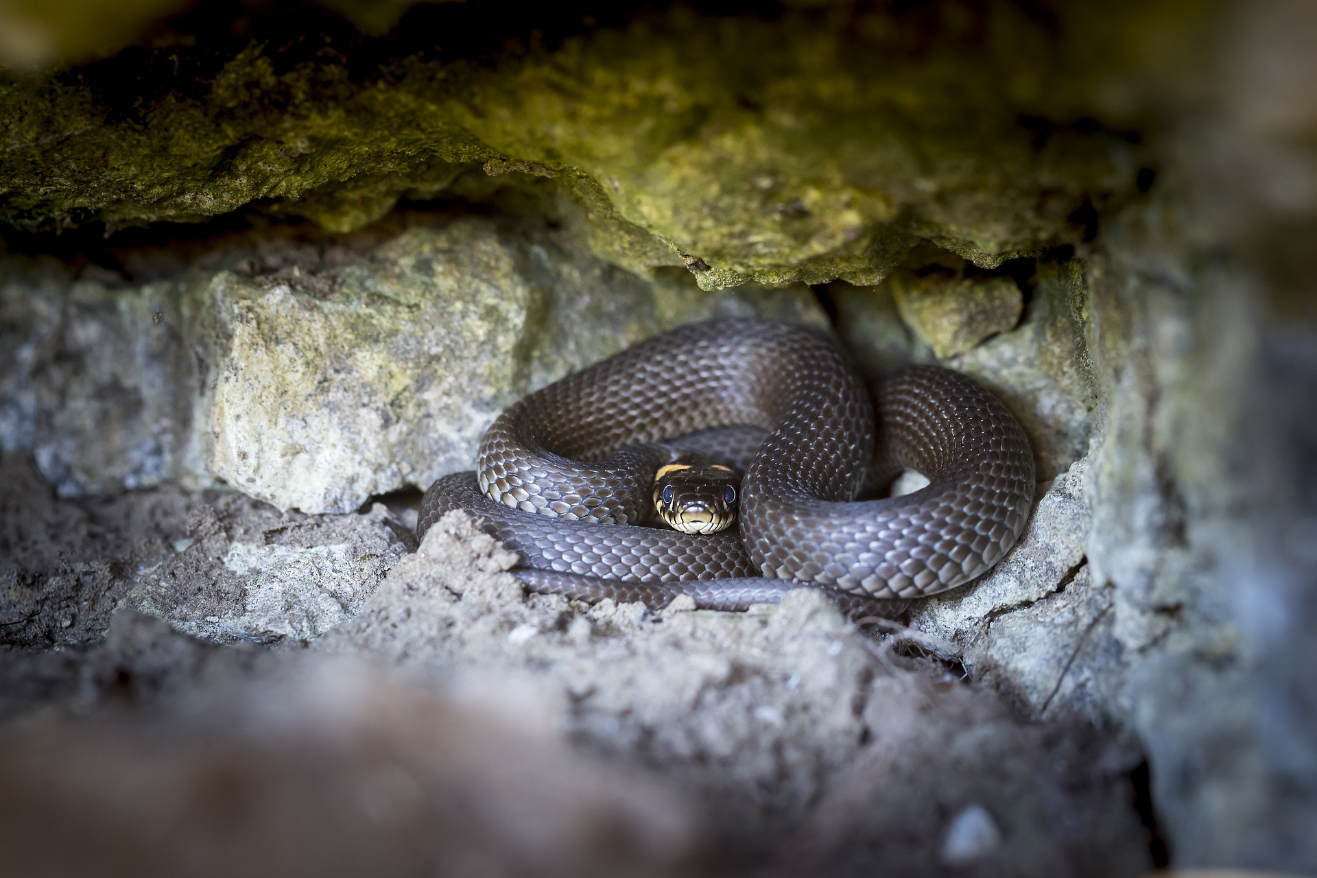 Grass snake (Natrix natrix)