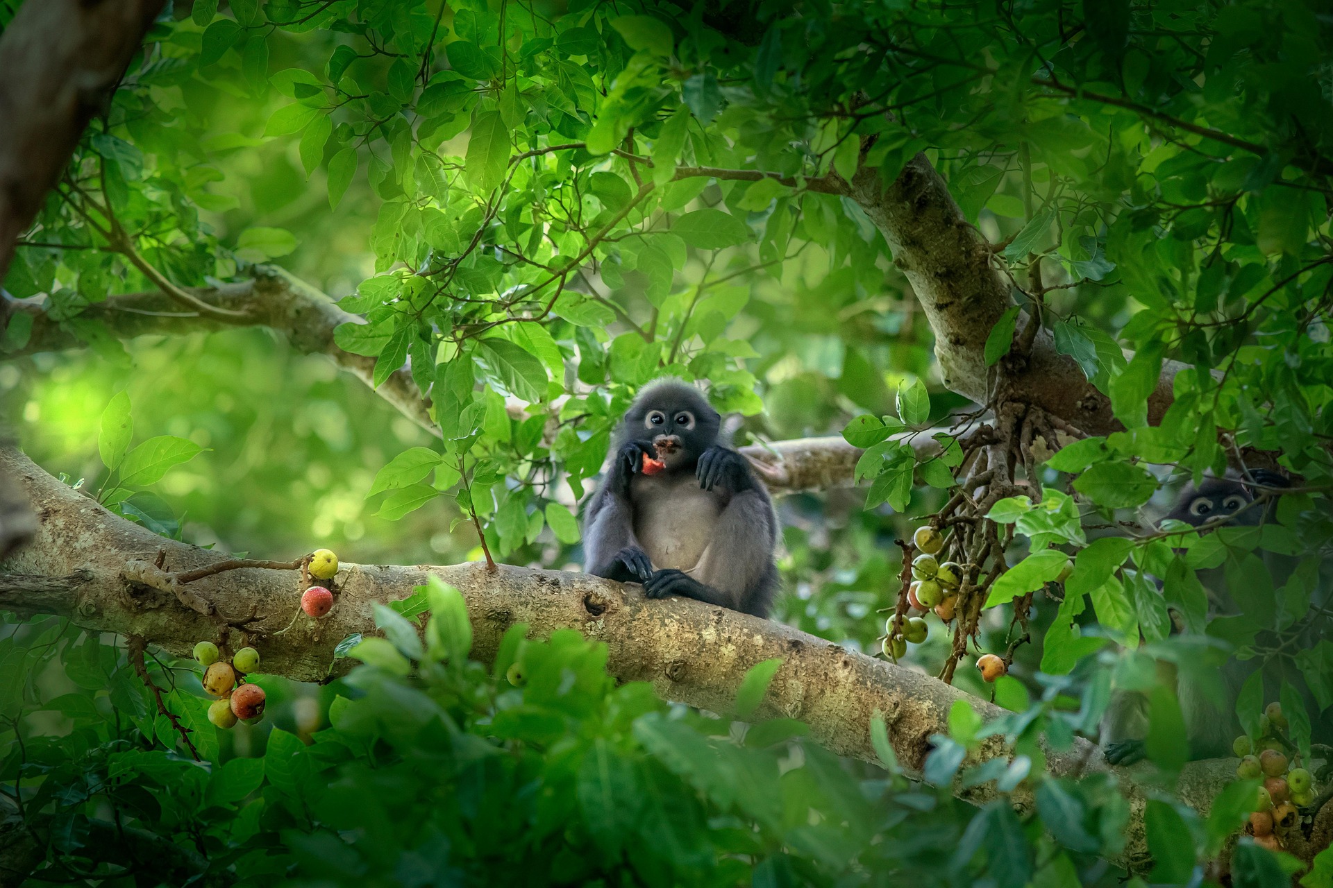 Dusky leaf monkey (Trachypithecus obscurus)