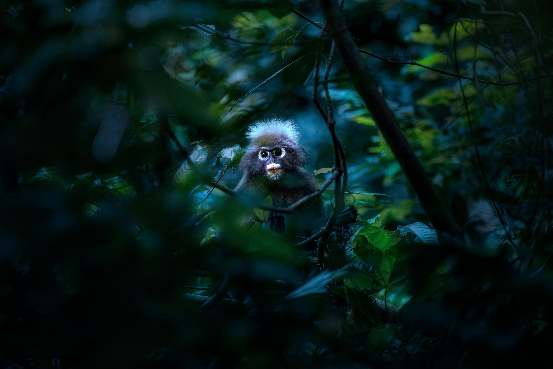 Dusky leaf monkey (Trachypithecus obscurus)