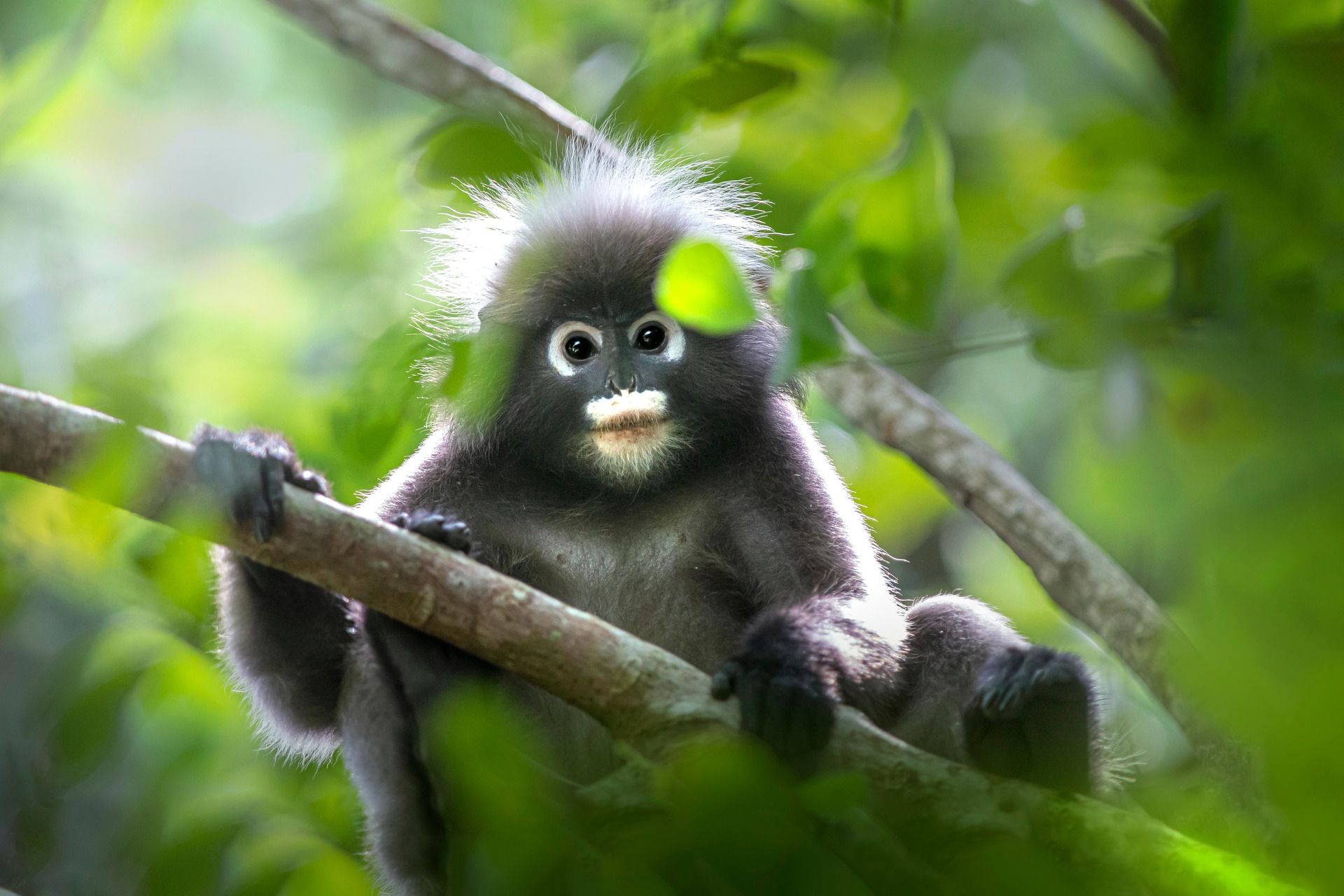 Dusky leaf monkey (Trachypithecus obscurus)