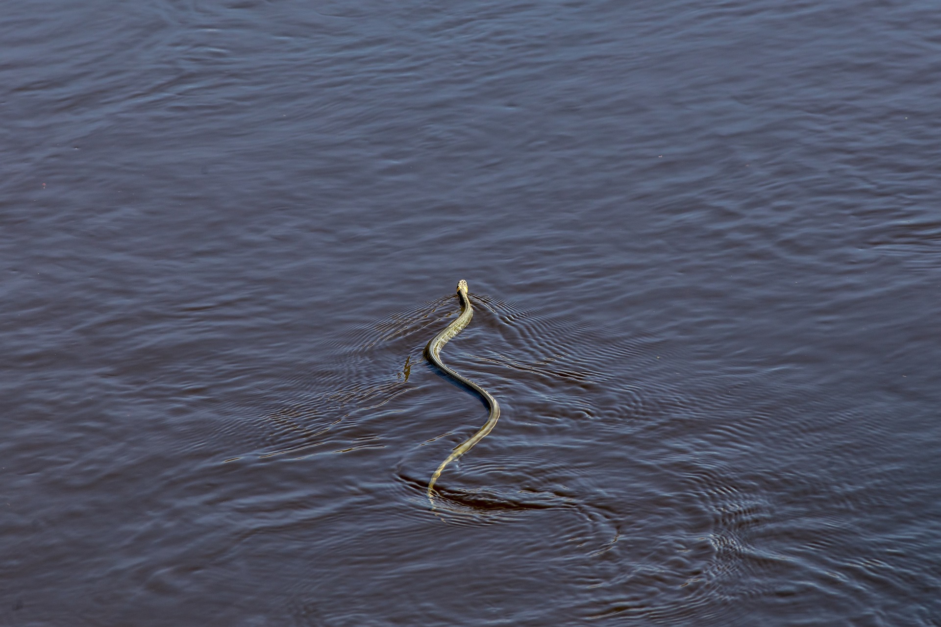 Grass snake (Natrix natrix)