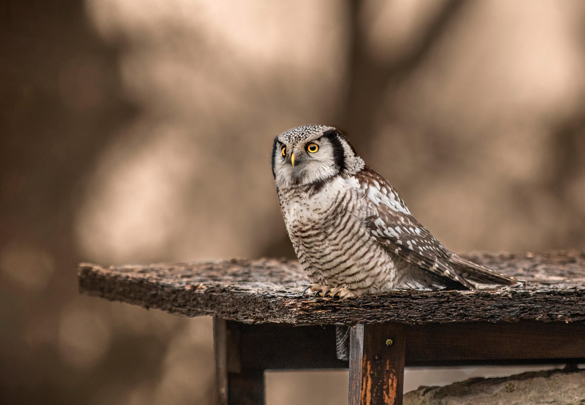 Northern Hawk-owl (Surnia ulula)