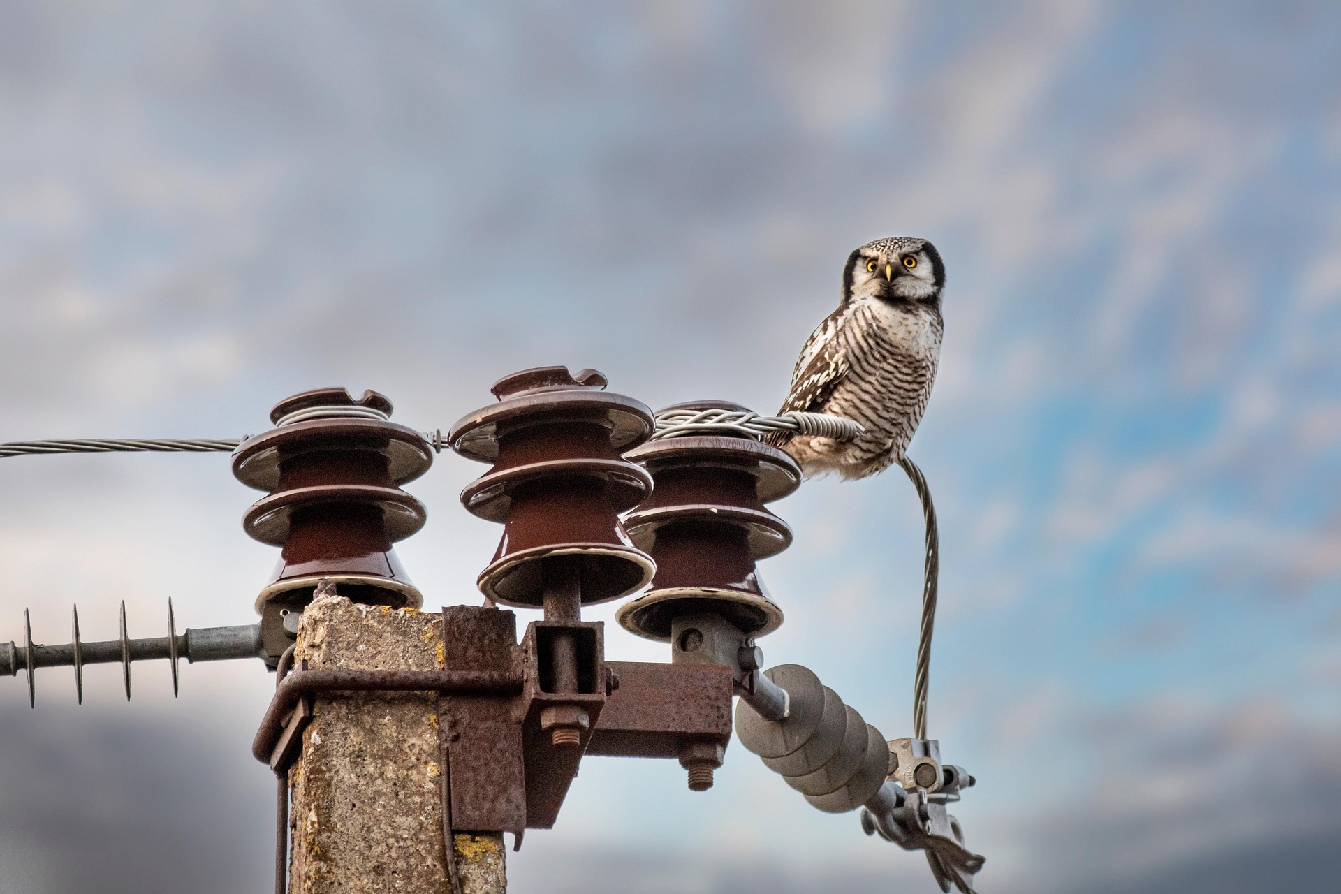 Northern Hawk-owl (Surnia ulula)
