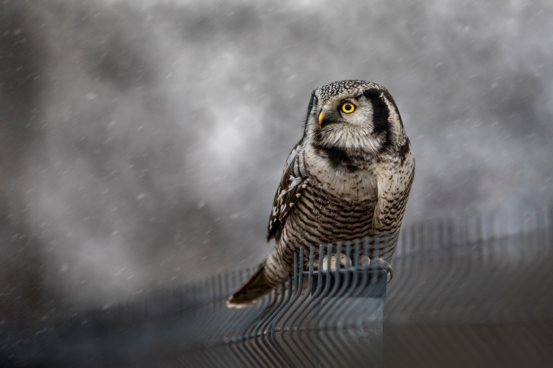 Northern Hawk-owl (Surnia ulula)