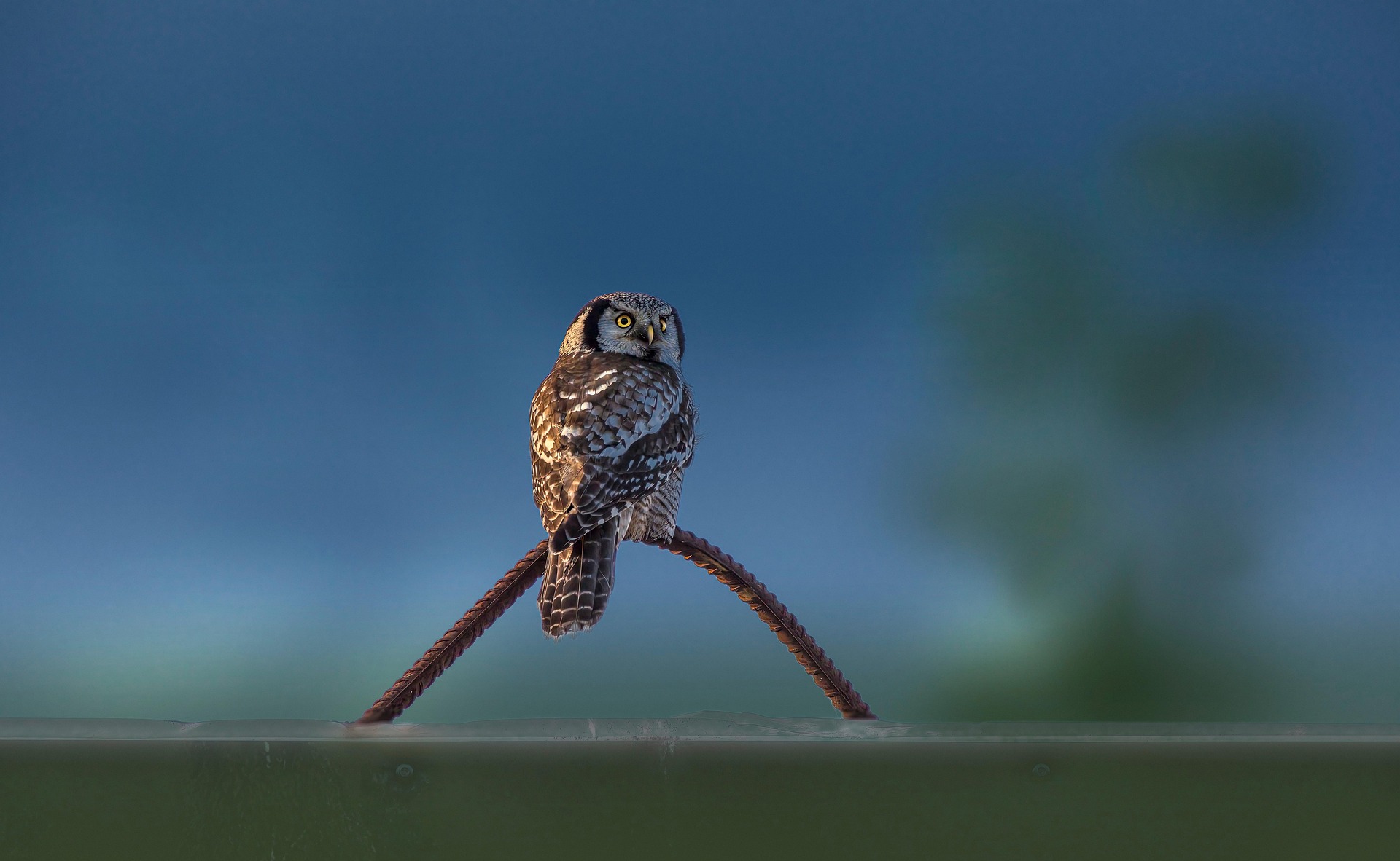 Northern Hawk-owl (Surnia ulula)