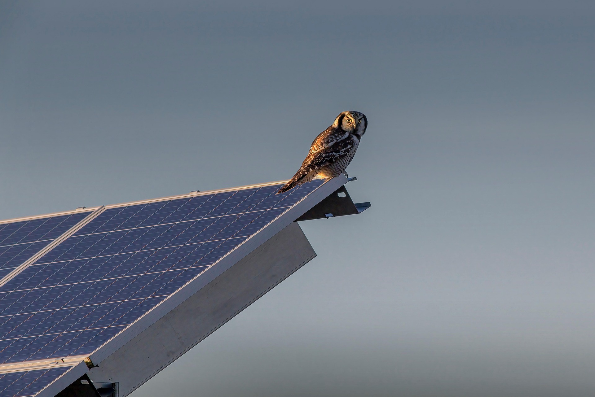 Northern Hawk-owl (Surnia ulula)
